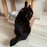 人が大好きでスリスリ甘えん坊♡ミミちゃん サムネイル3