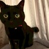 人が大好きでスリスリ甘えん坊♡ミミちゃん サムネイル4