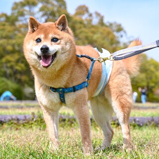 7ヶ月 アプリコット ト」東京都 - 犬の里親募集(538971) 1枚目の