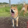 大吉じいちゃん11歳！ サムネイル2
