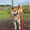 大吉じいちゃん11歳！ サムネイル3