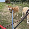 大吉じいちゃん11歳！ サムネイル4
