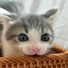 『グレー白　子猫　いちくん』　里親募集中★ サムネイル3