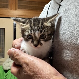 きじしろの男の子