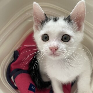 表情豊かで人懐っこい性格★しょぼんくん