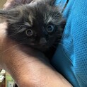 子猫のずっとのおうち探してます