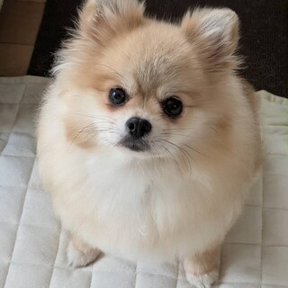 ポメラニアン 8歳☆ロー」大阪府 - 犬の里親募集(403715