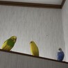 仲良しセキセイさん。