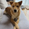 1歳の中型犬　チャイ サムネイル6