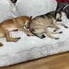 1歳の中型犬　チャイ サムネイル7