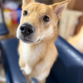 1歳の中型犬　チャイ