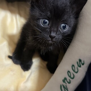 可愛い黒子猫