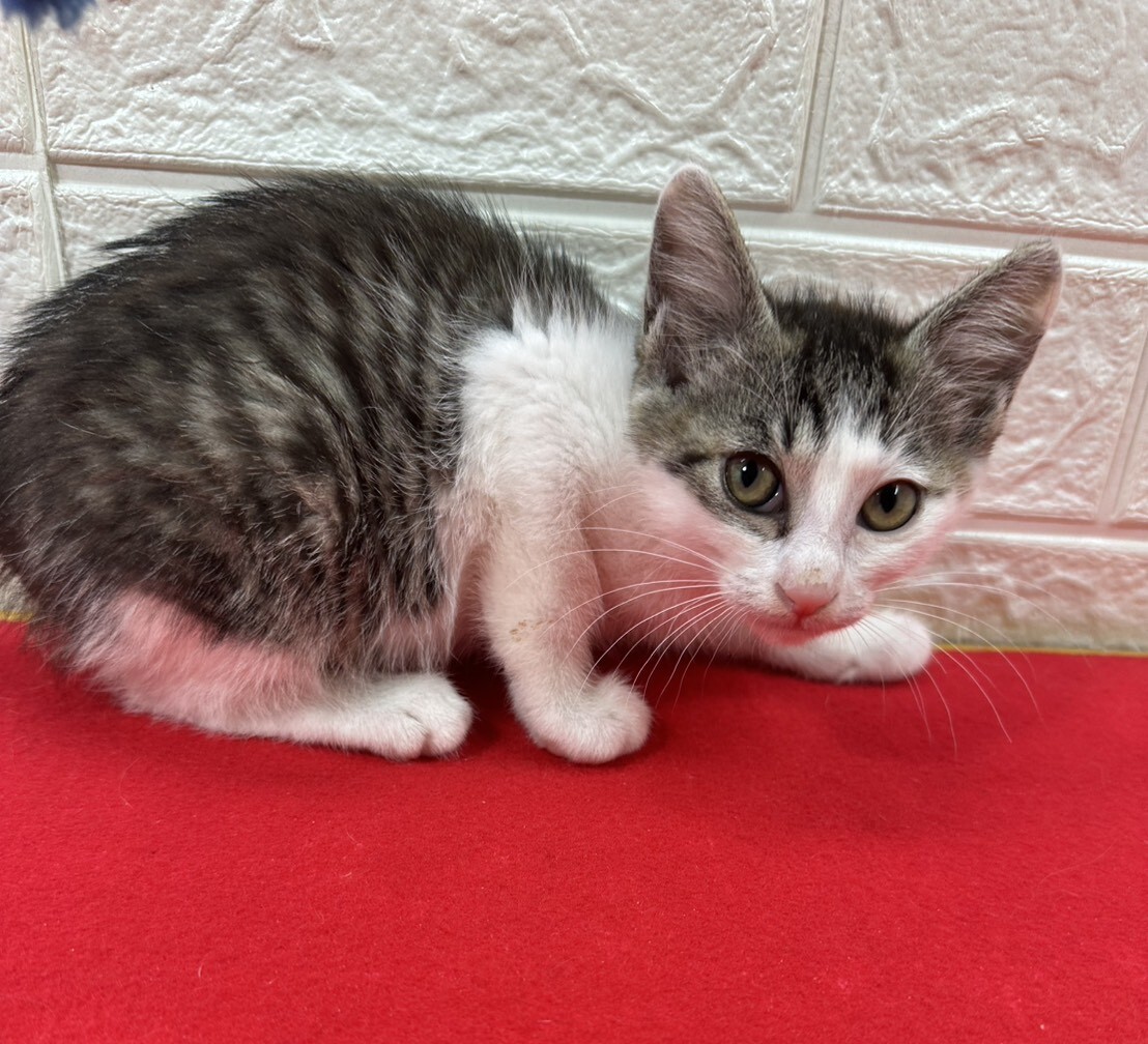 三兄妹肉球に汗かきながら」東京都 - 猫の里親募集(541790) 4枚目の
