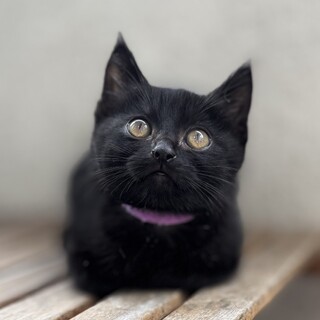 癒し系黒猫3兄妹♡ノア♂2ヶ月