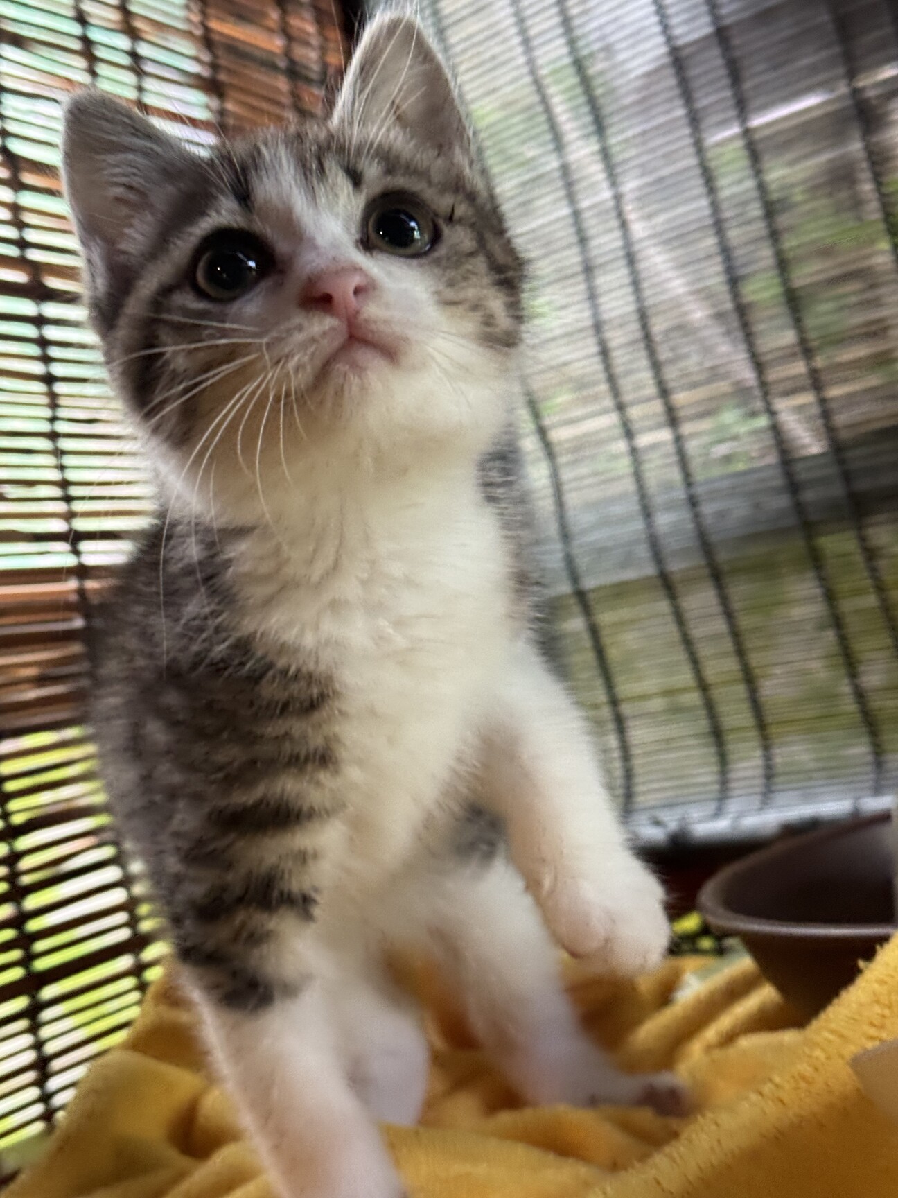 生後1ヶ月ハッチー」千葉県 - 猫の里親募集(541479) :: ペットのおうち