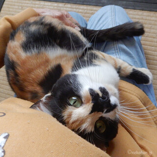 お鼻にもみじの葉っぱがくっついた？三毛猫