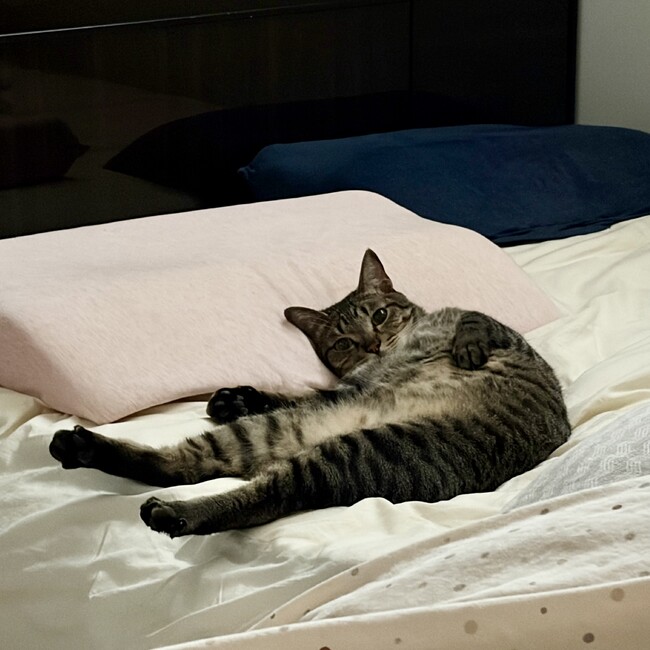 miiiikiiiiのカバー写真