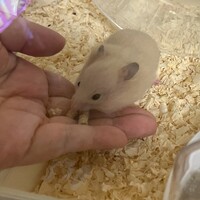 キンクマハムスター