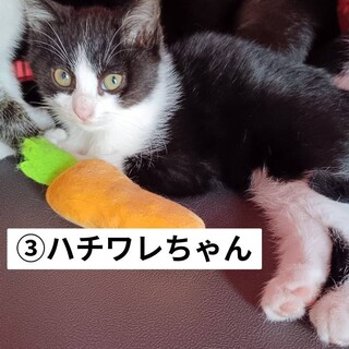 【受付ストップ】③ハチワレ子猫の里親様を募集