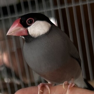 さくら文鳥、オス/メス、」神奈川県 - 鳥の里親募集(541812) 4枚目
