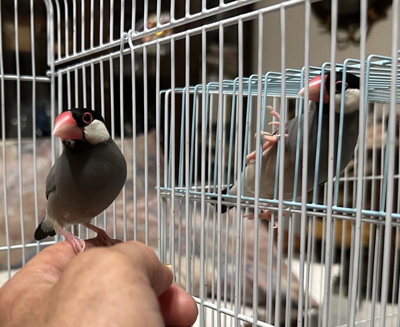 さくら文鳥、オス/メス、」神奈川県 - 鳥の里親募集(541812) 3枚目