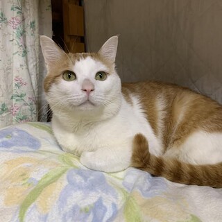 優しい眼差し・悟飯くん