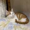 優しい眼差し・悟飯くん サムネイル2