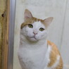 優しい眼差し・悟飯くん サムネイル3