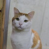 優しい眼差し・悟飯くん サムネイル4