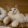 優しい眼差し・悟飯くん サムネイル5