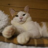 優しい眼差し・悟飯くん サムネイル6