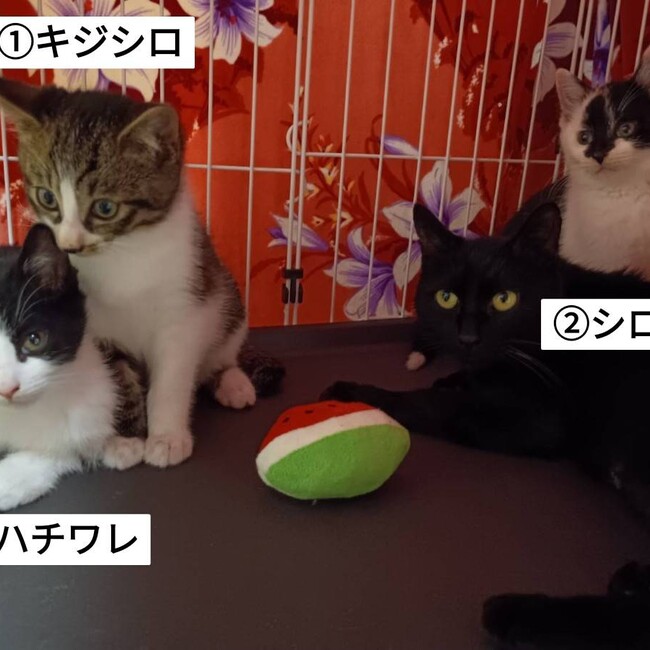 しまぷぷのカバー写真