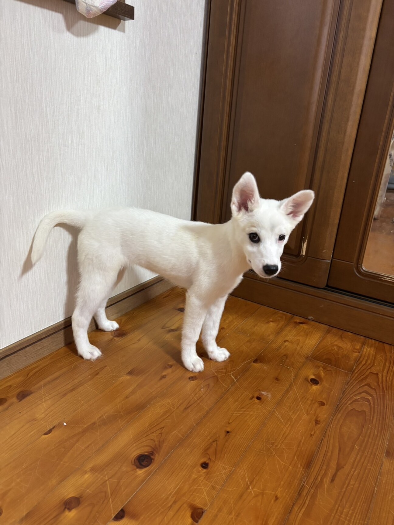 白くてかわいいハクちゃん」佐賀県 - 犬の里親募集(541814) :: ペット