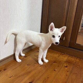 白くてかわいいハクちゃん