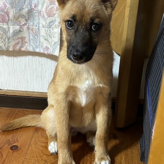 まだまだビビりなピノさん