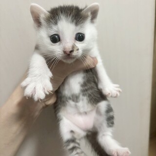 元気でおてんば❤️パンジー