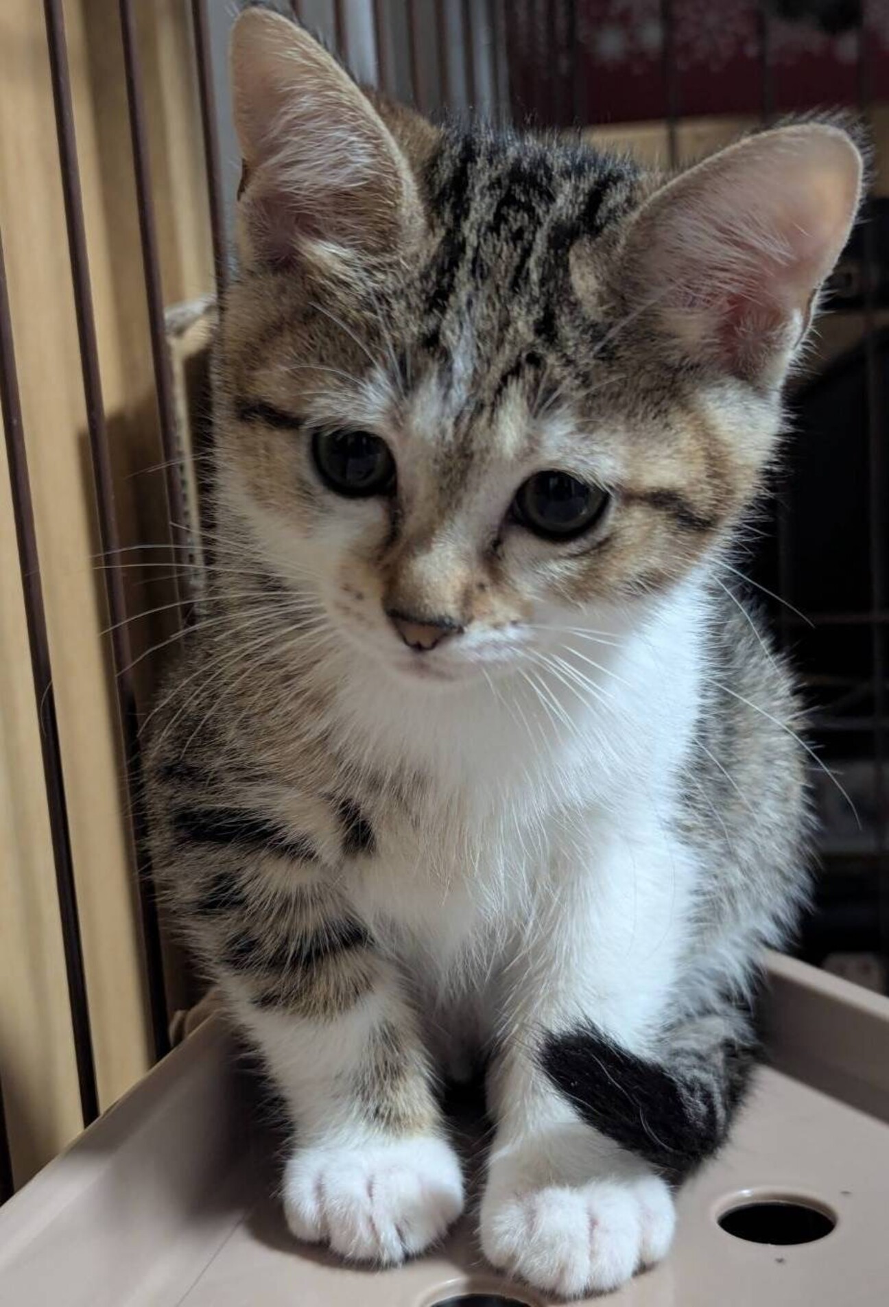 とってもキュートな 胡蝶」東京都 - 猫の里親募集(541826) 1枚目の