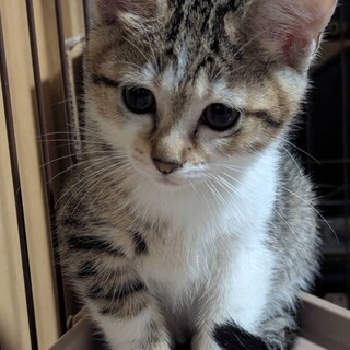 とってもキュートな　胡蝶ちゃん。かわいいね。