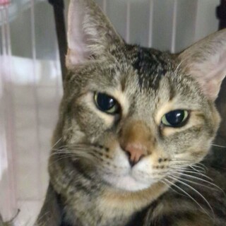 マンチカン最後のご家族募集しています！