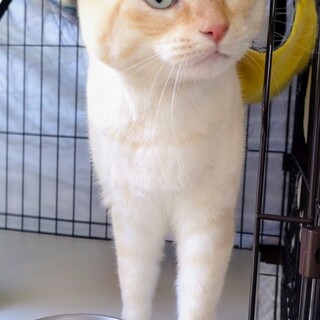 マンチカン最後のご家族募集しています！