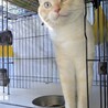 マンチカン最後のご家族募集しています！ サムネイル3