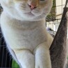 マンチカン最後のご家族募集しています！ サムネイル4