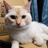 マンチカン最後のご家族募集しています！ サムネイル5