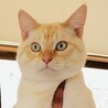 マンチカン最後のご家族募集しています！ サムネイル6