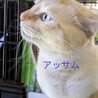 マンチカン最後のご家族募集しています！ サムネイル7