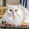 マンチカン最後のご家族募集！ サムネイル2