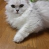 マンチカン最後のご家族募集！ サムネイル3