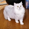 マンチカン最後のご家族募集！ サムネイル4