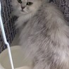 マンチカン最後のご家族募集！ サムネイル5