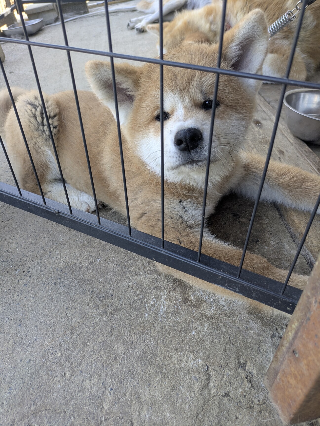 秋田犬 男の子 2ヶ月」長野県 - 犬の里親募集(541835) 1枚目の画像